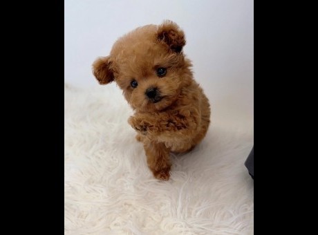 caniche toy.jpg